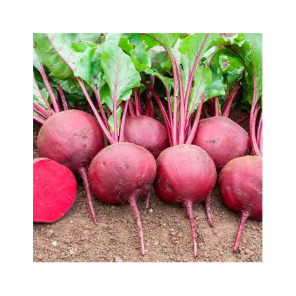 Semillas ecológicas de remolacha Detroit 2 100g