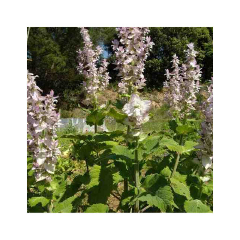 Semillas ecológicas de salvia romana