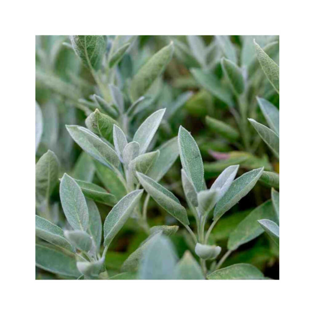 Semillas ecológicas de Salvia_1