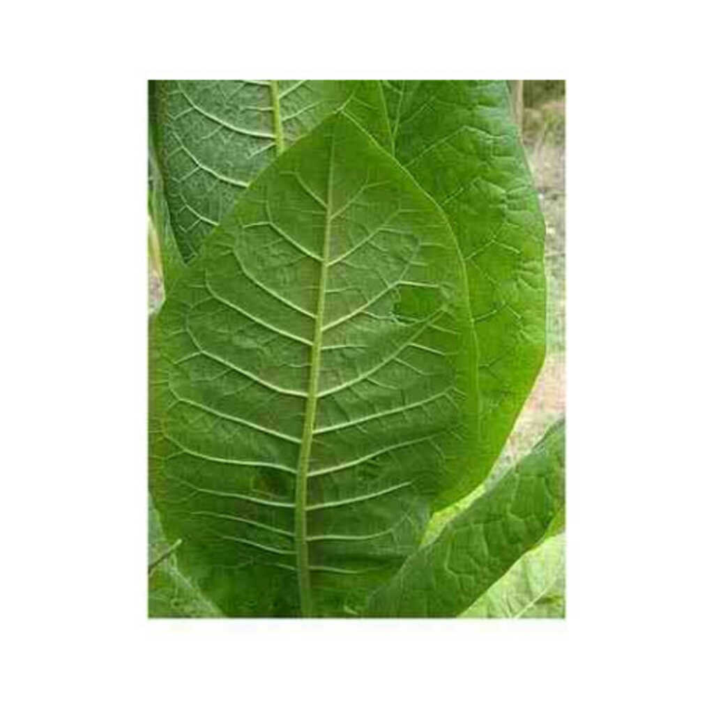 Semillas ecológicas de tabaco de pota