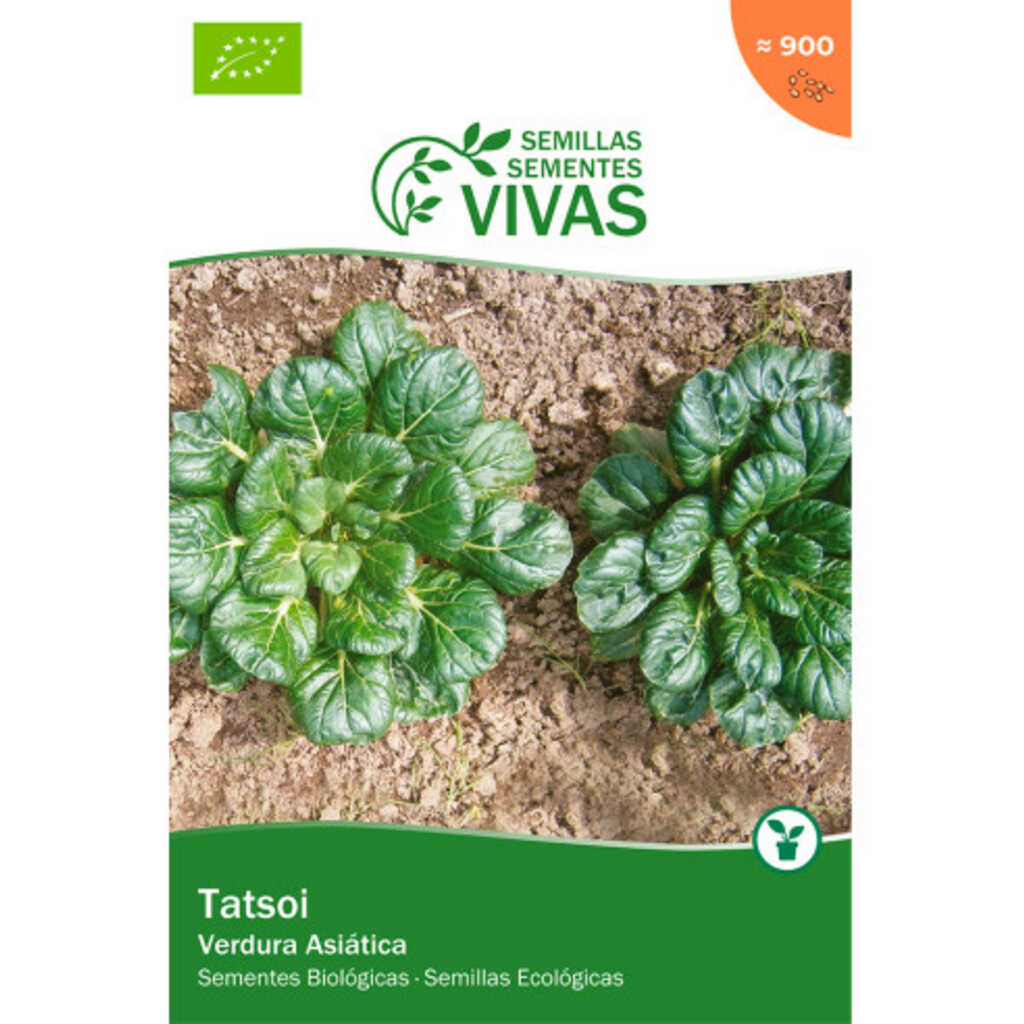 Semillas ecológicas de Tatsoi (verdura asiática)