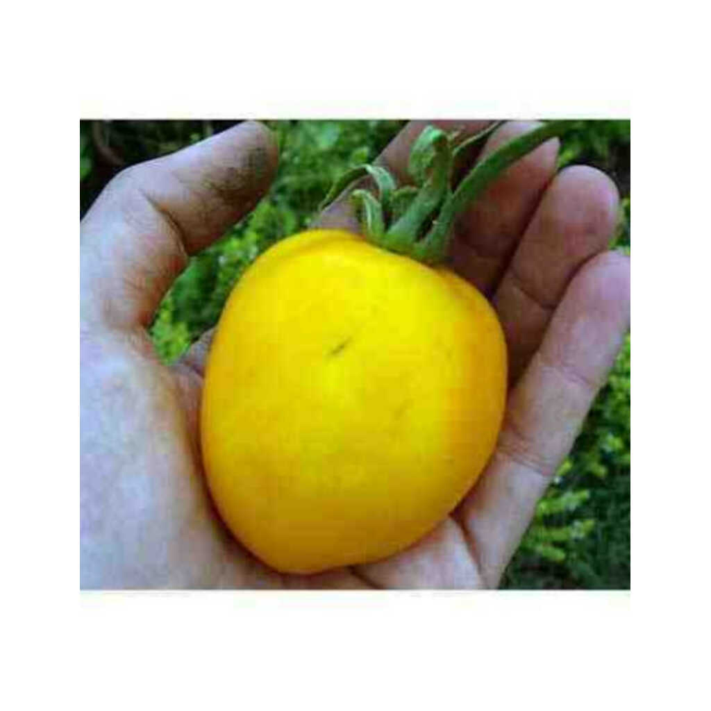 Semillas ecológicas de tomate albaricoque
