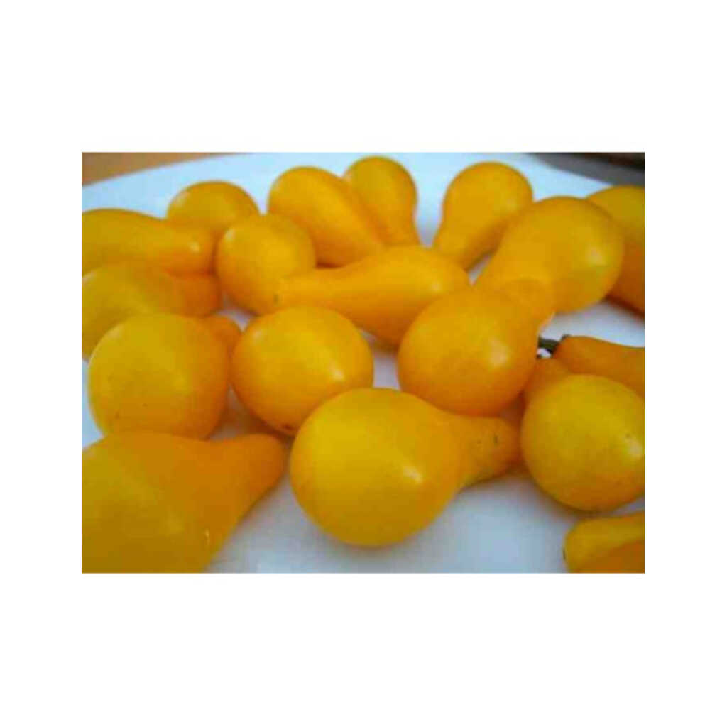 Semillas ecológicas de tomate bombilla amarillo_1