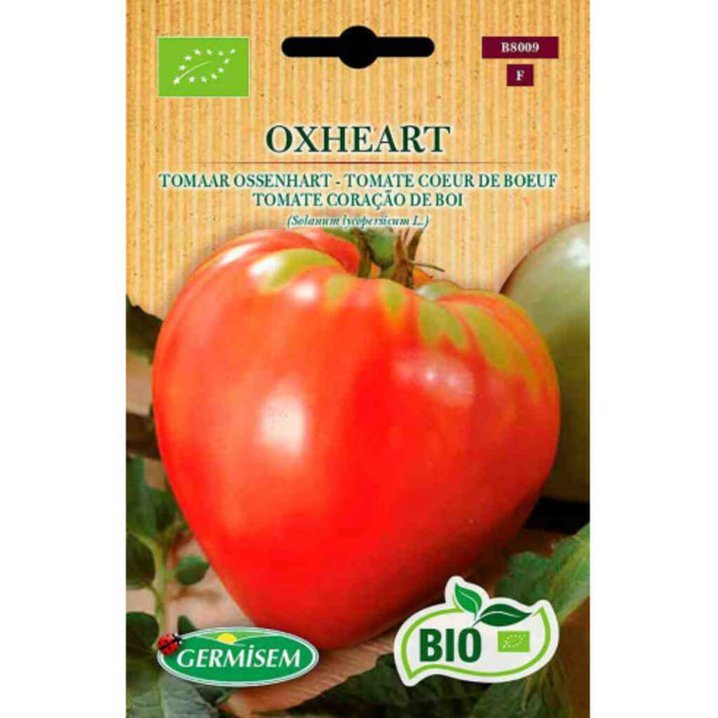 Semillas ecológicas de tomate corazón de buey