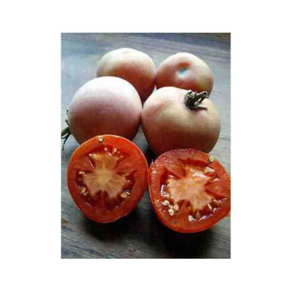 Semillas ecológicas de tomate de colgar mala cara