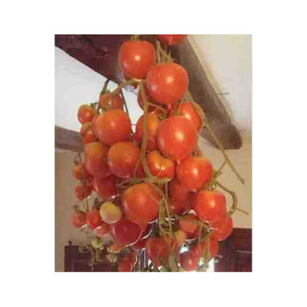 Semillas ecológicas de tomate de colgar mallorquín