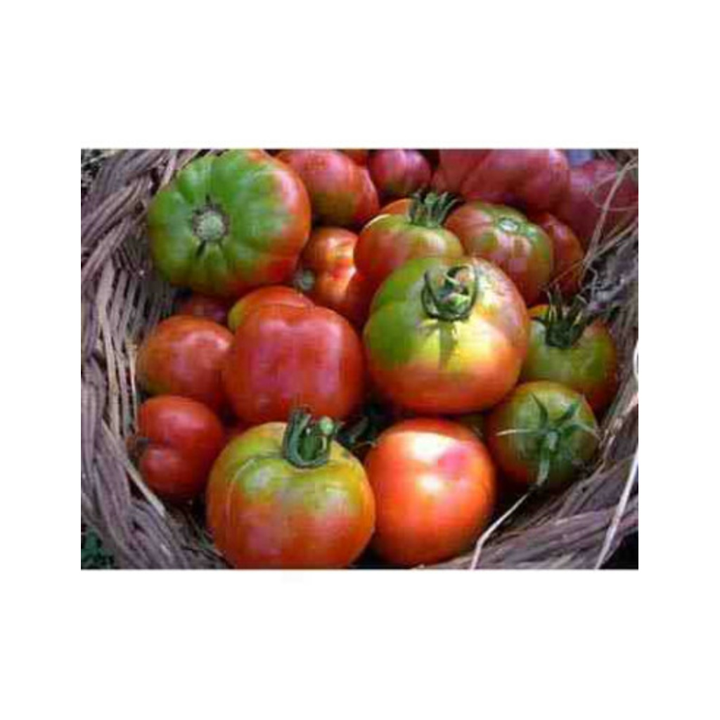 Semillas ecológicas de tomate espalda verde