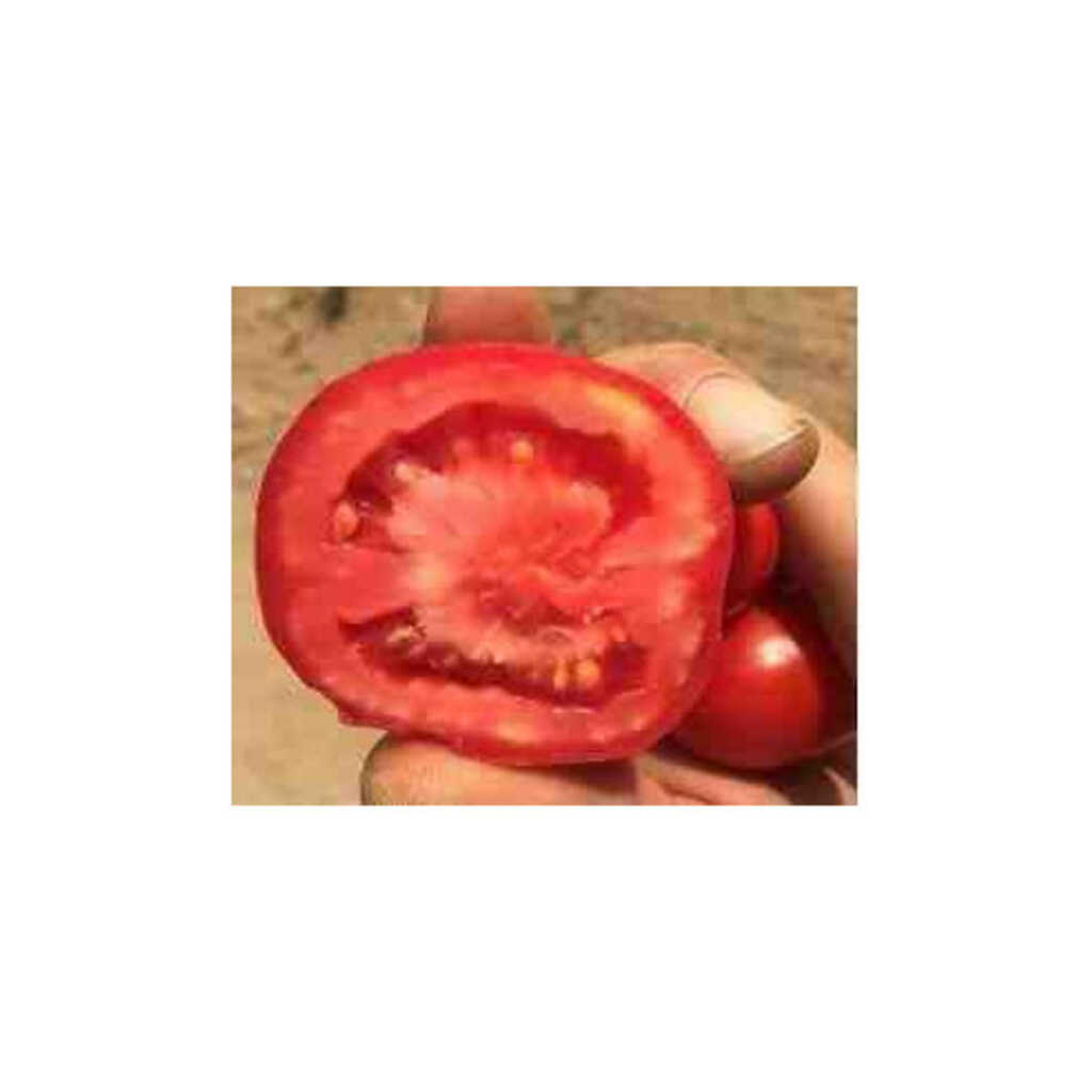 Semillas ecológicas de tomate pera Delta_1