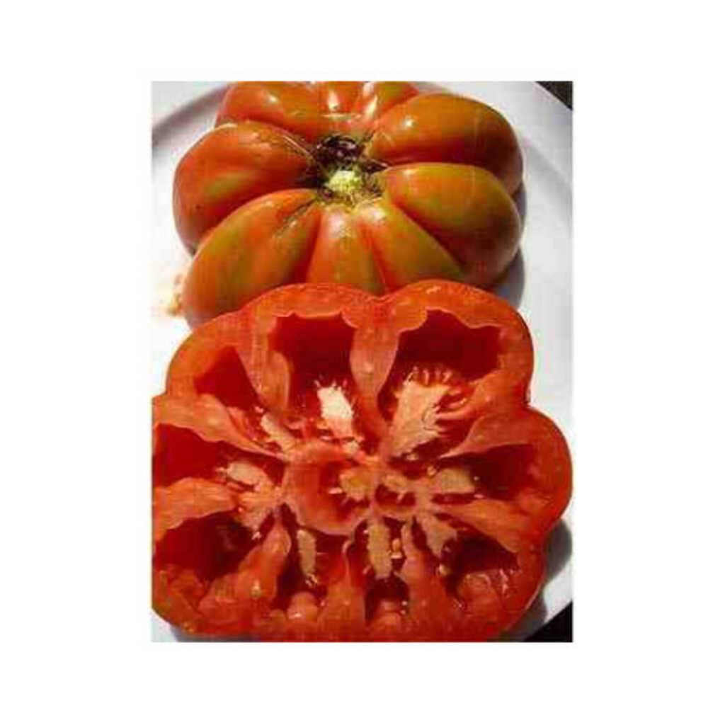 Semillas ecológicas de tomate rosa lleno