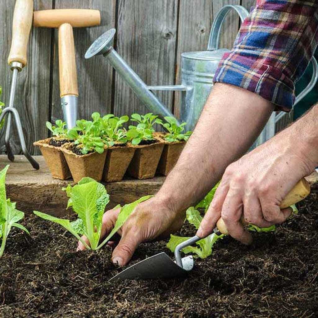 Sustrato ecológico: la base para una buena cosecha