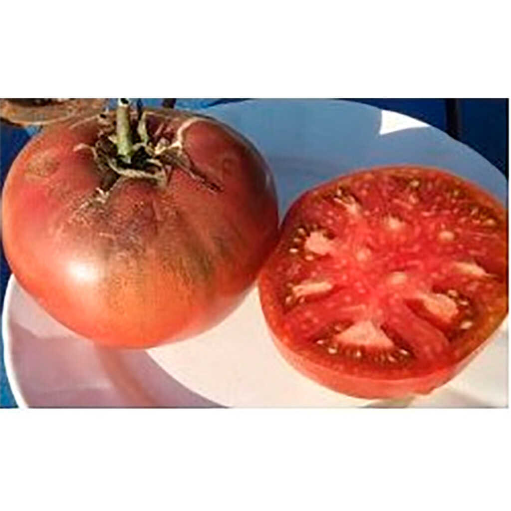 Semillas ecológicas de tomate negro carbón