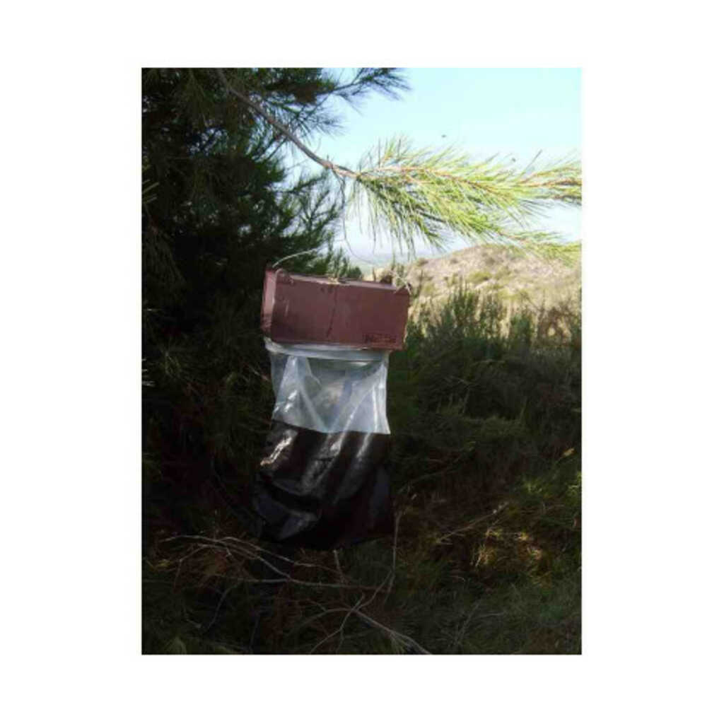 Trampa G para la captura de la mariposa de la procesionaria_1