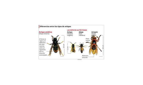 Trampa para la captura de la avispa asiática (Vespa velutina) 4
