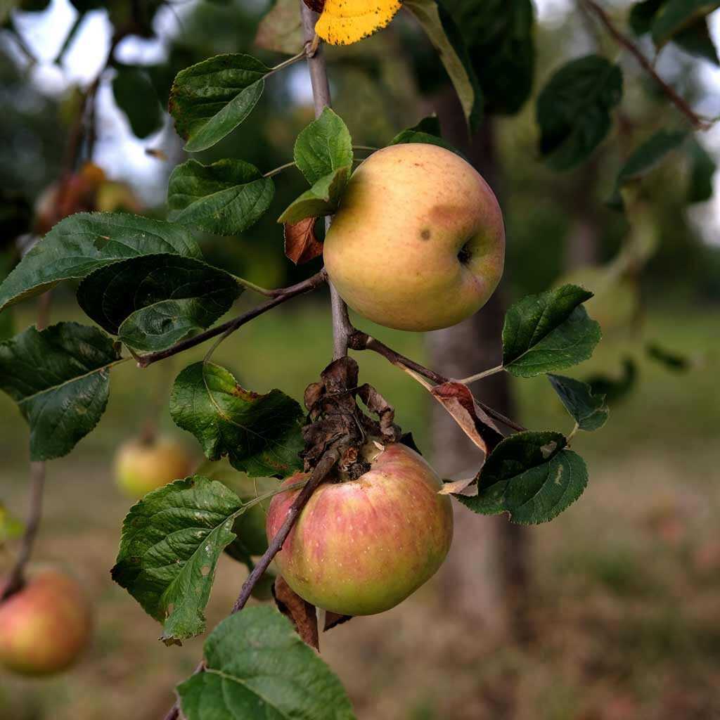 Tratamiento de otoño-invierno para árboles frutales