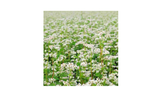 Semillas ecológicas de Trigo sarraceno o alforfón (Fagopyrum esculentum) 1kg