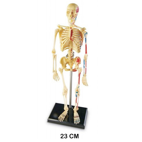 esqueleto humano 23 cm
