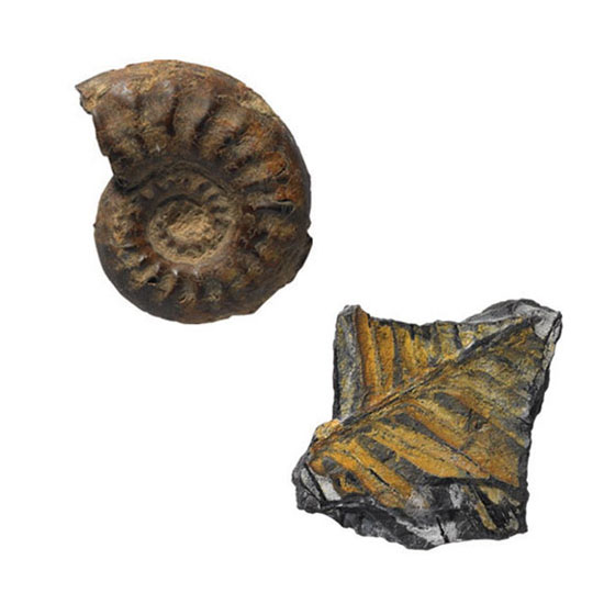 coleccion de fosiles