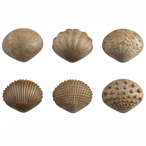 set de conchas tactil