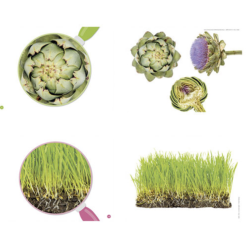 zoom: el mundo vegetal