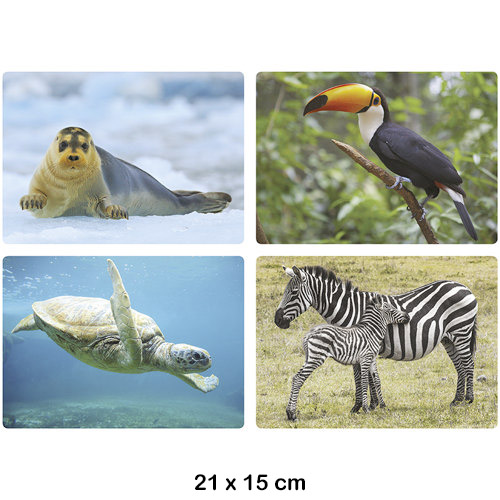 caja de fotoimagenes: animales