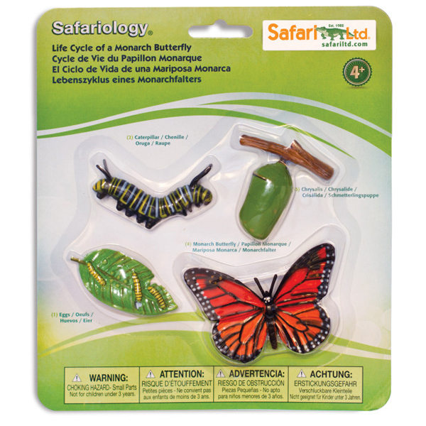 ciclo de vida de la mariposa monar