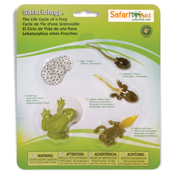 ciclo de vida de la rana