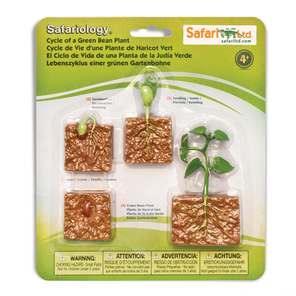 ciclo de vida de la judia