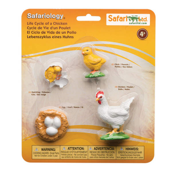 ciclo de vida de la gallina