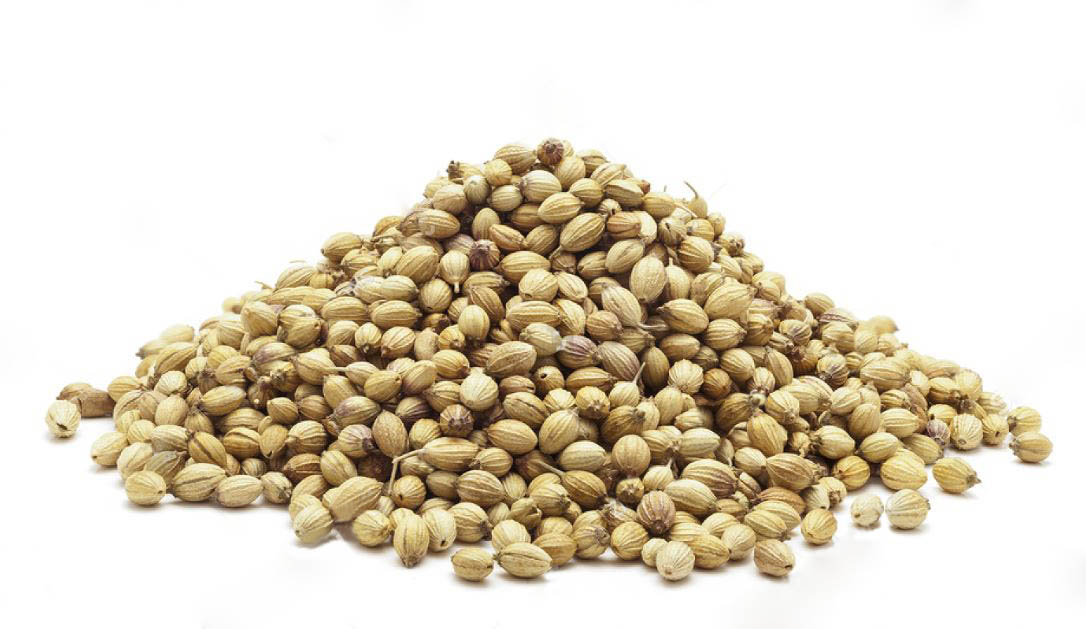 Cilantro semillas granel 1Kg ecológico Herbes del Molí (por encargo)