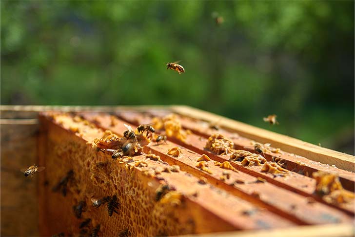 ¿POR QUÉ ES MEJOR COMPRAR MIEL ECOLÓGICA?