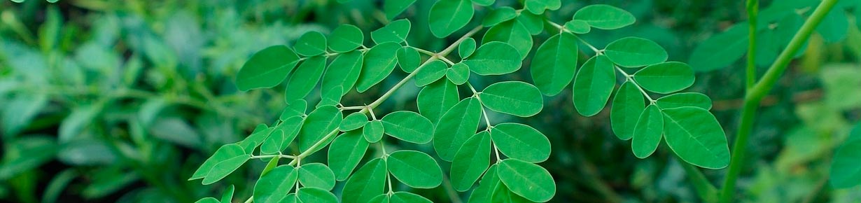 La moringa planta originaria de Asia y África