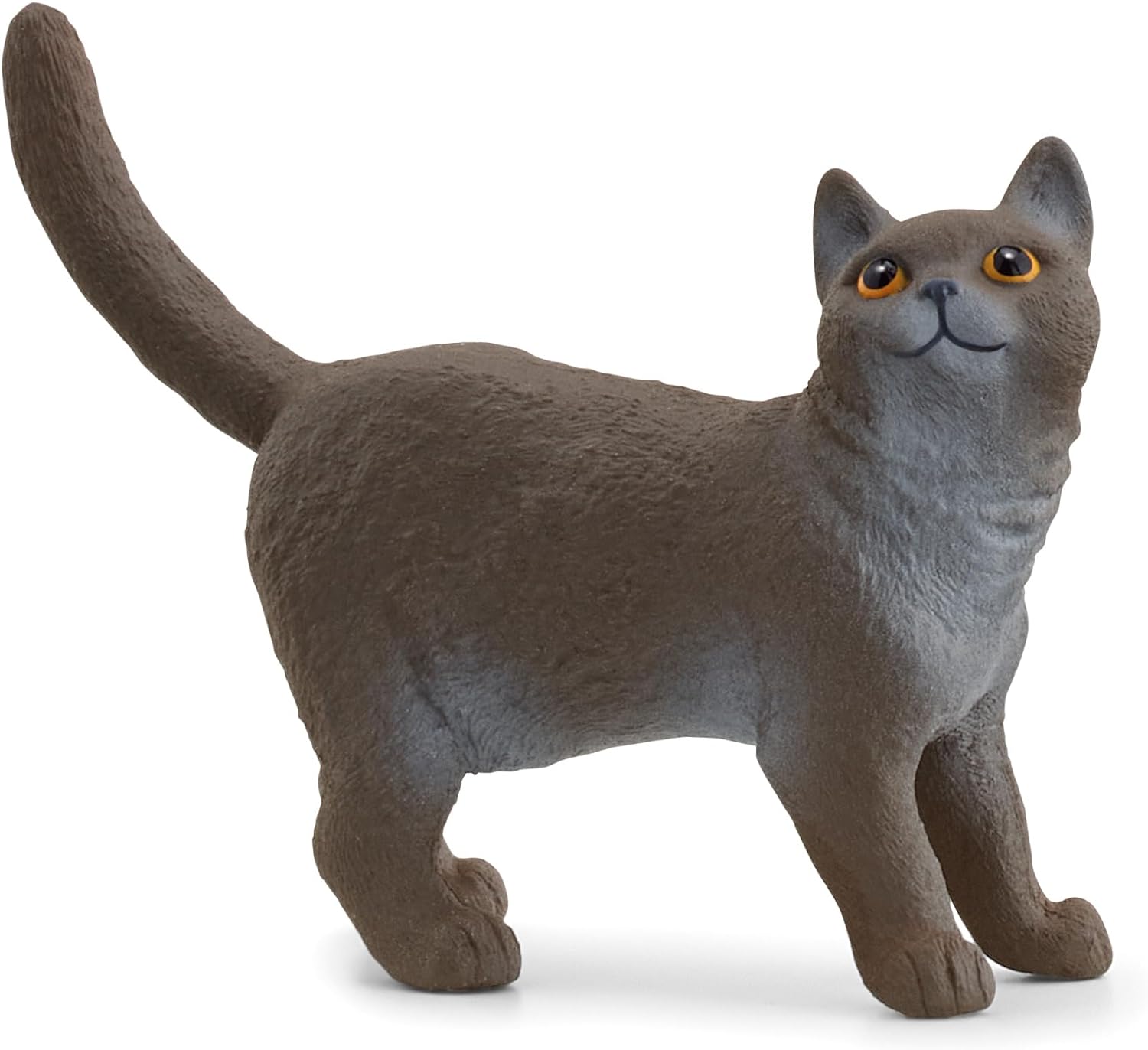 Gato Británico de pelo corto