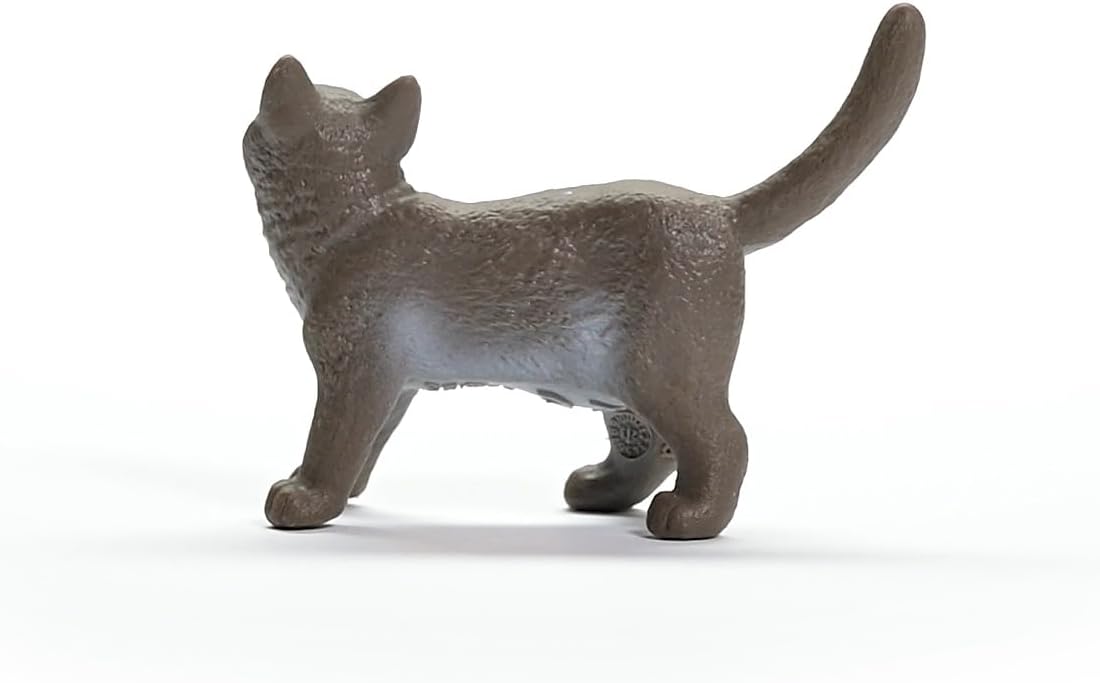 Gato Británico de pelo corto