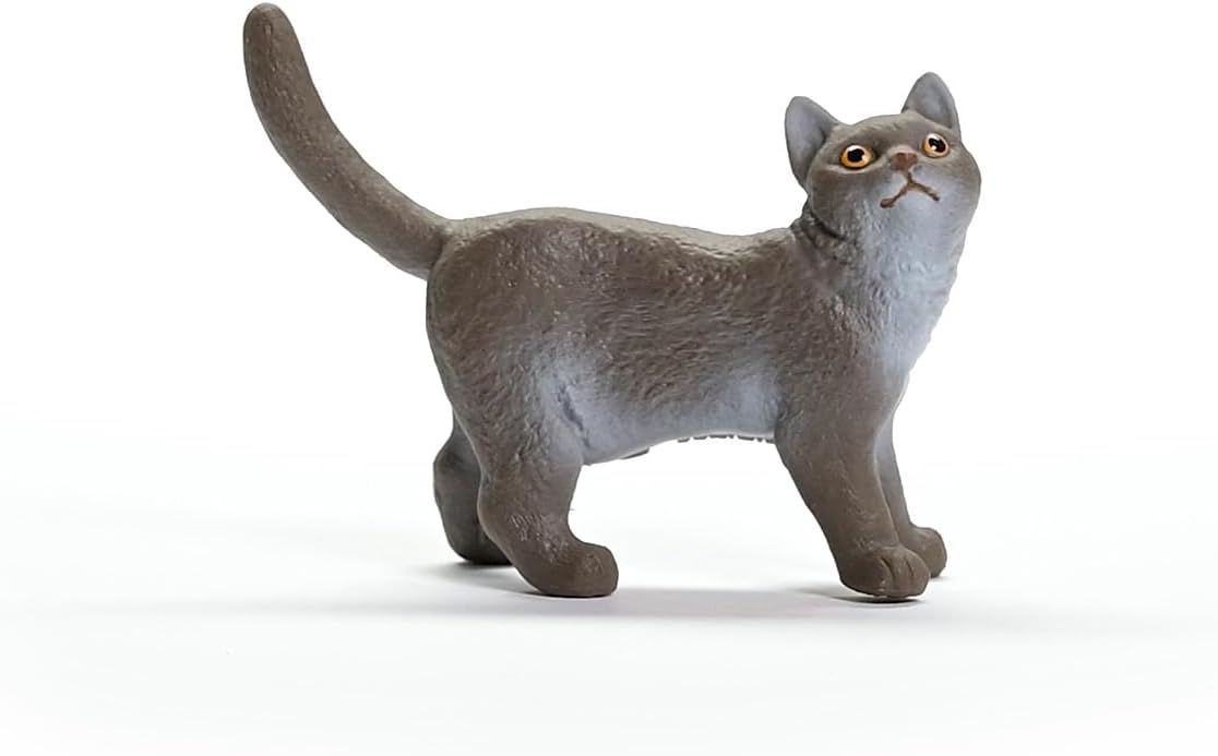 Gato Británico de pelo corto