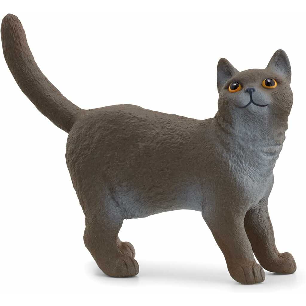 gato británico de pelo corto