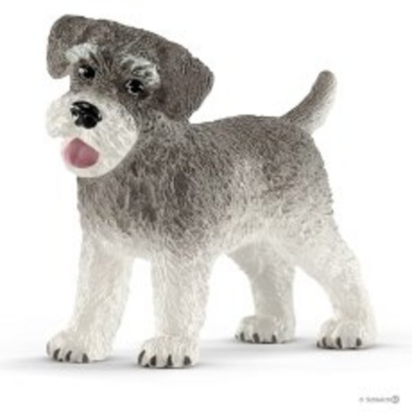 SCHNAUZER MINIATURA