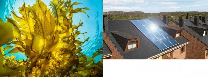 La primera granja de energía solar y de algas marinas en el Mar