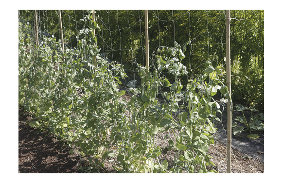 MALLA ENTUTORAR BIOCOMPOST1,85 X 5 M