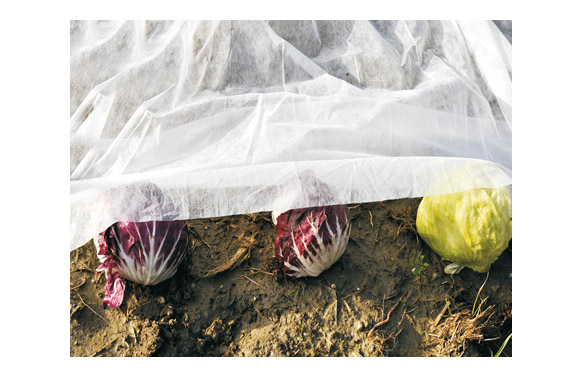 TELA PROTECCION PLANTAS (B2 X 30 MT 17GR