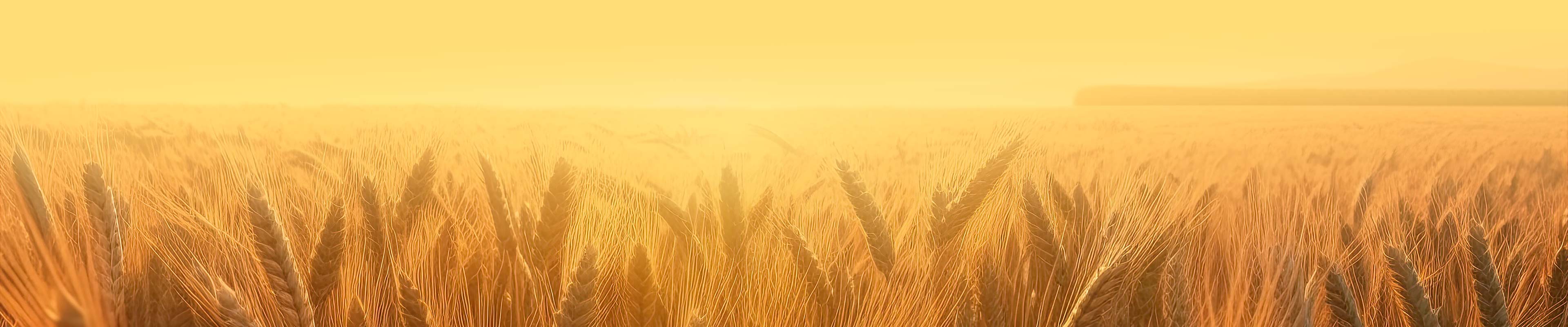 Fondo Farinera d'Artesa