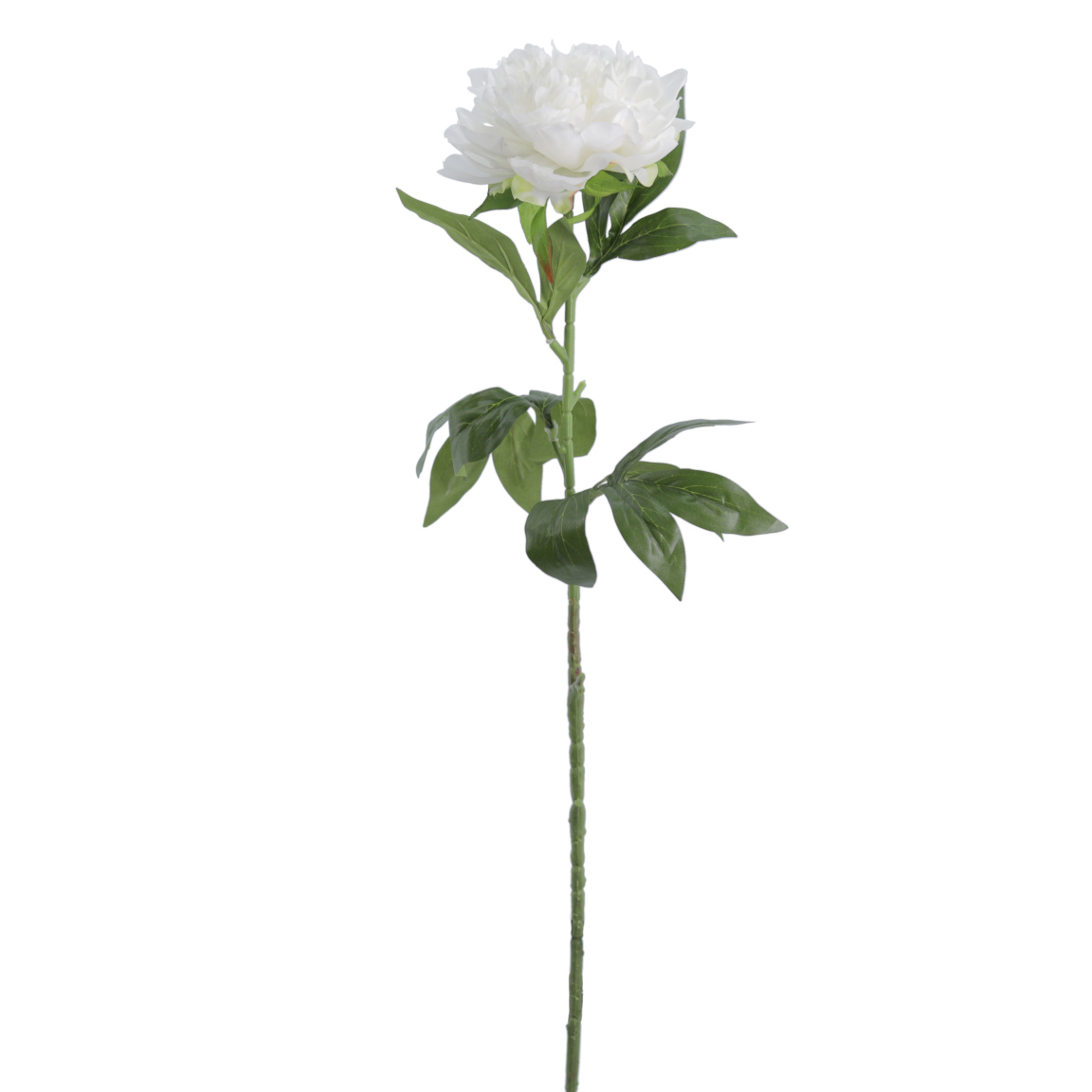 PEONIA 78CM CREMA