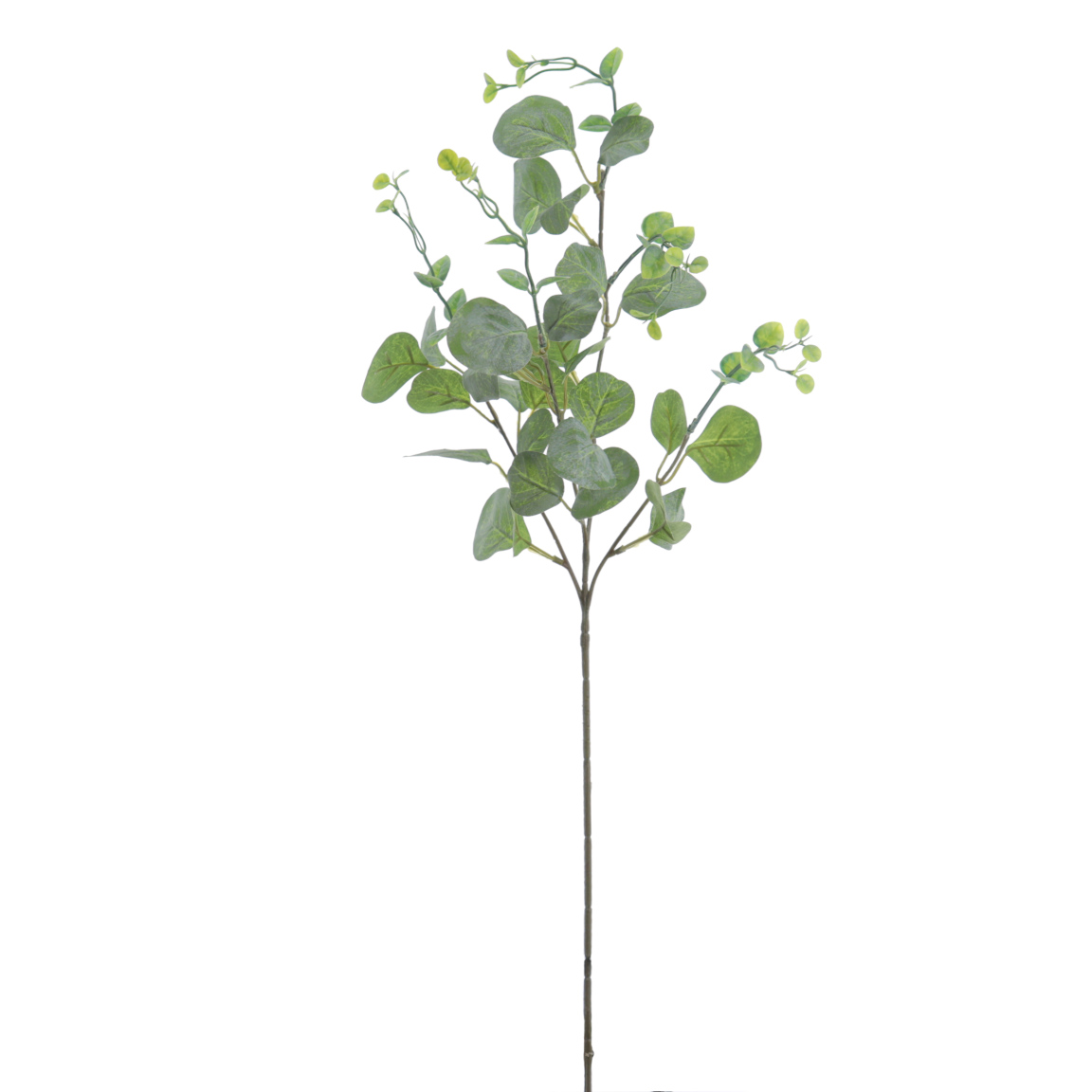 EUCALYPTUS 72CMS VERDE
