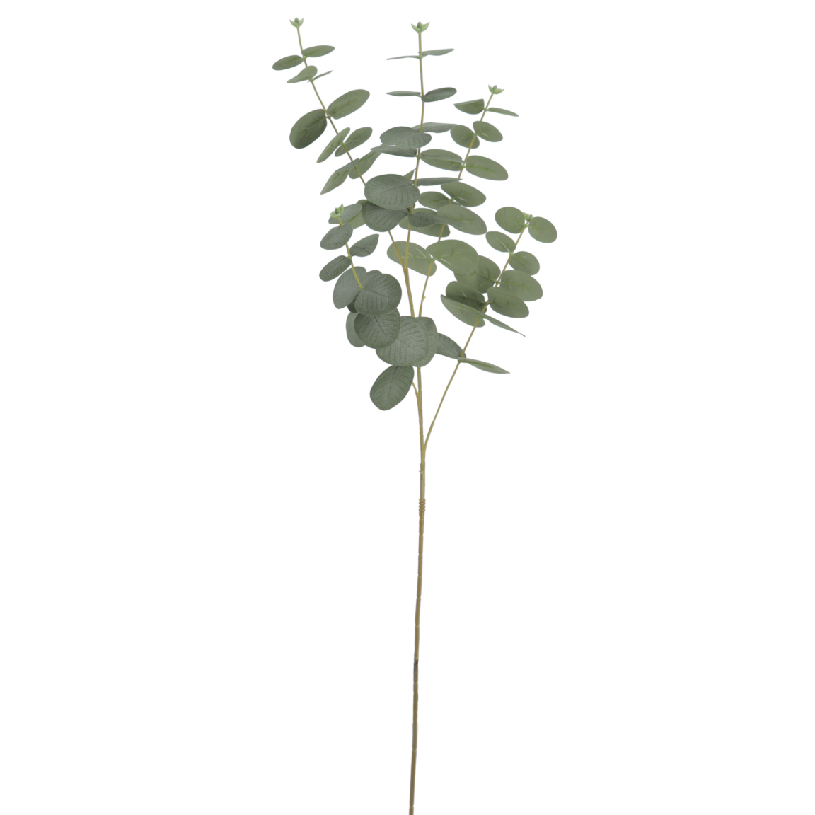 EUCALIPTUS 90 CMS VERDE