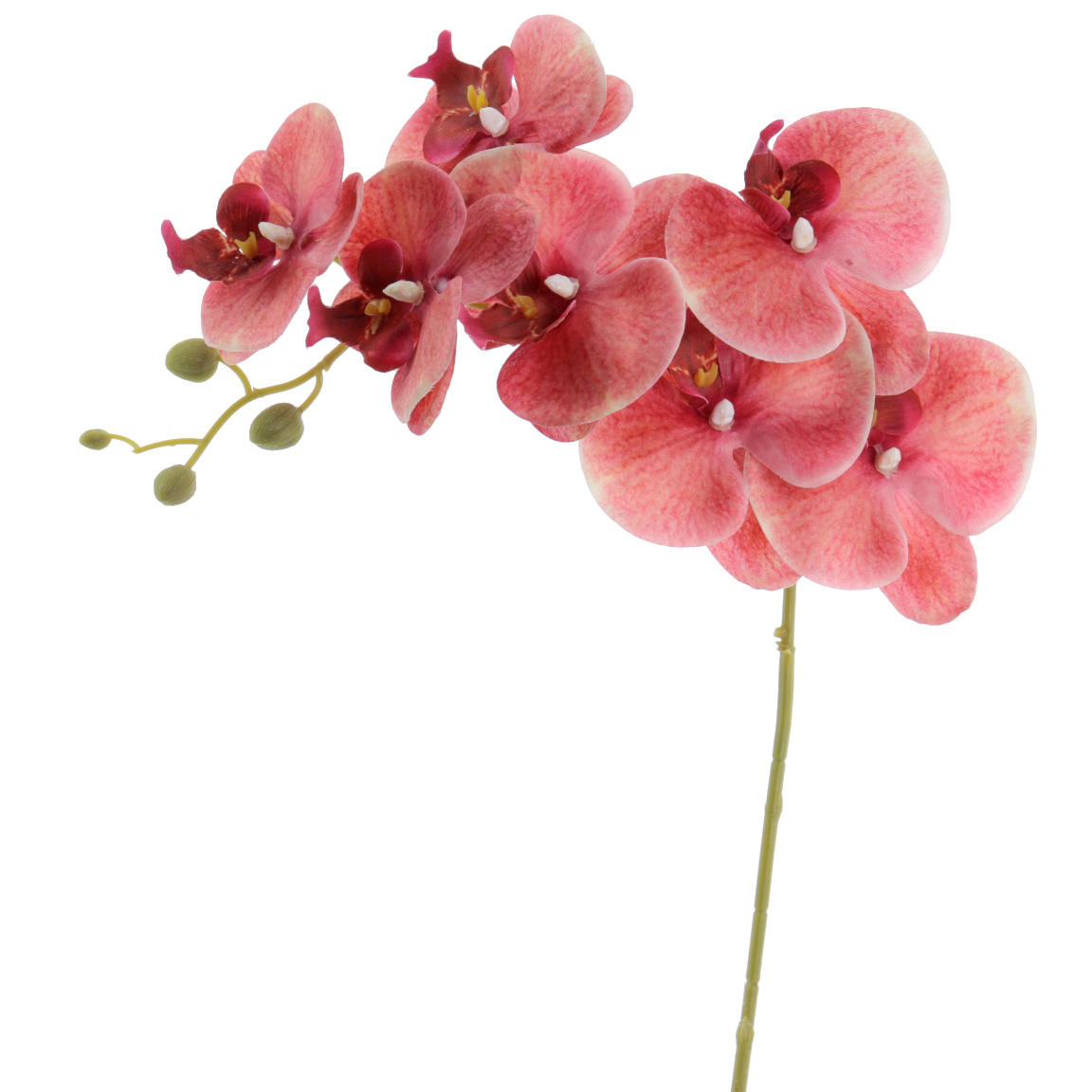 ORQUIDEA COLECCION VERONA 80 CMS CORAL