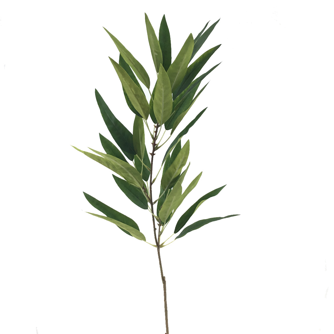 EUCALYPTUS GLOBULUS 100CM VERDE