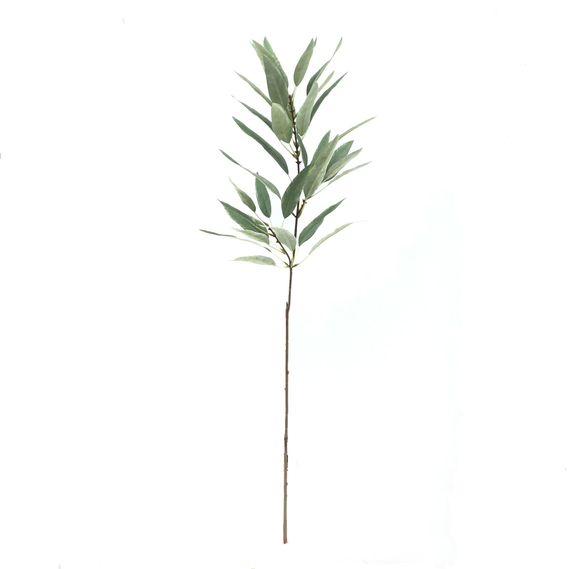 EUCALYPTUS GLOBULUS 100CM VERDE
