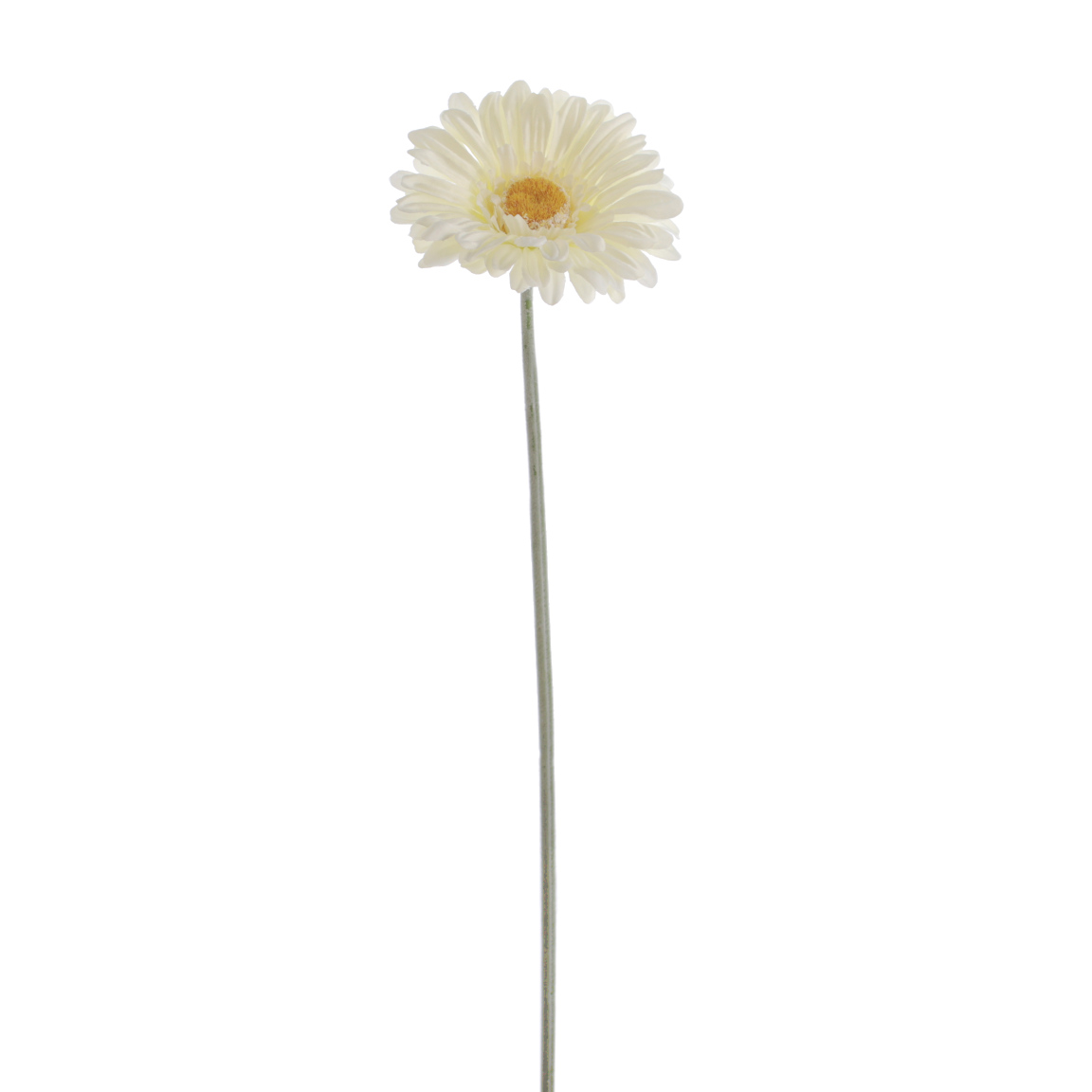 GERBERA CREMA