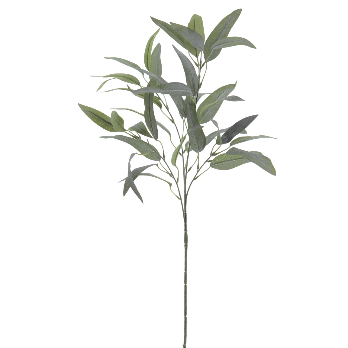 EUCALYPTUS 90 CMS VERDE