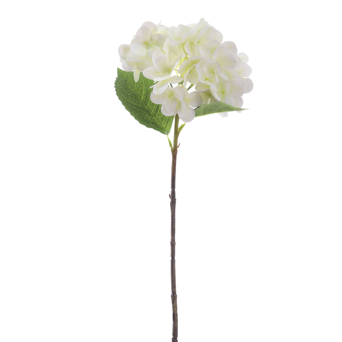 HORTENSIA CREMA