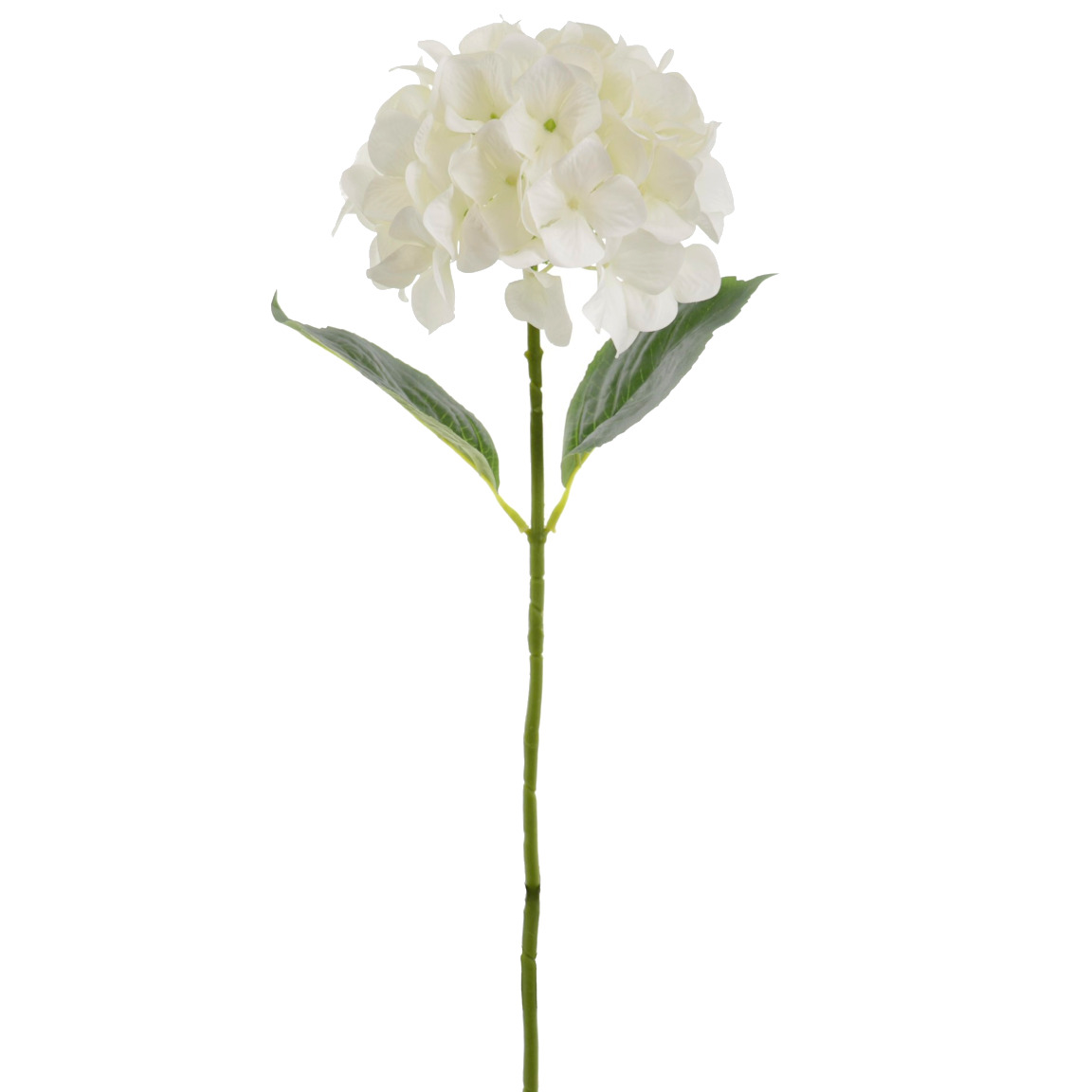 HORTENSIA CREMA